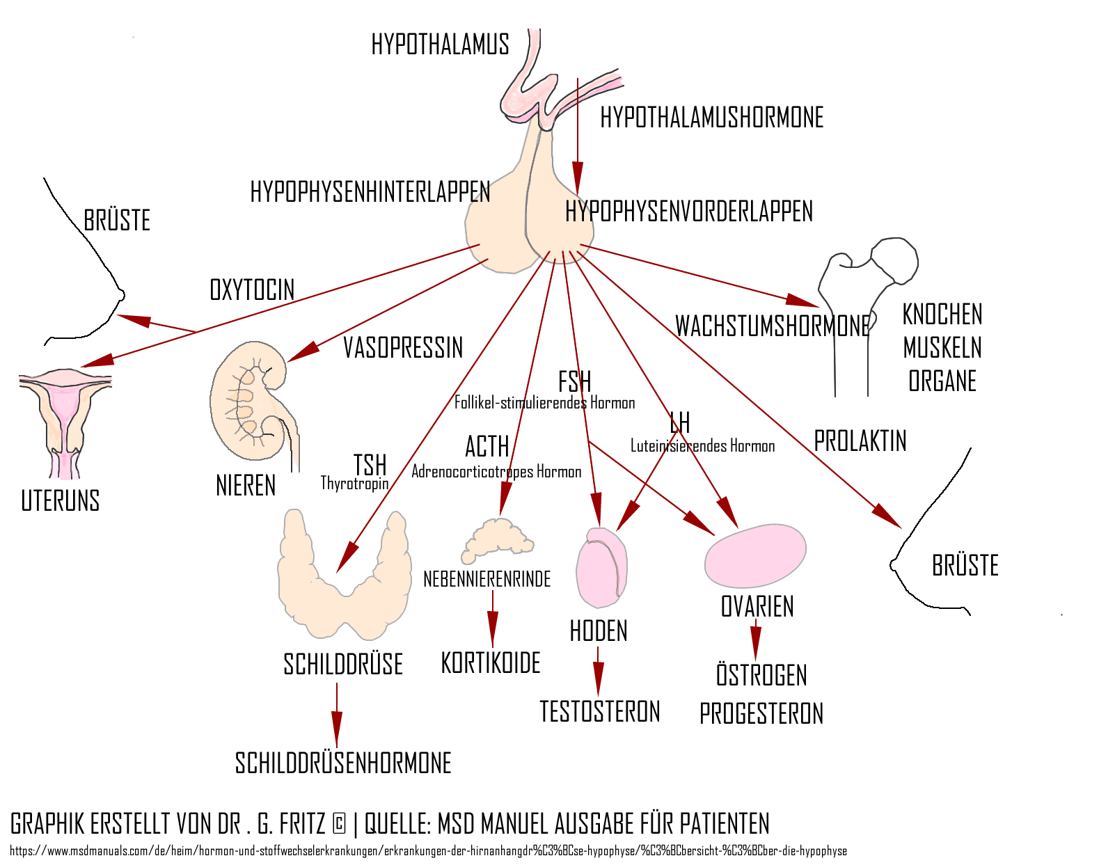 Hormonelle Regulation