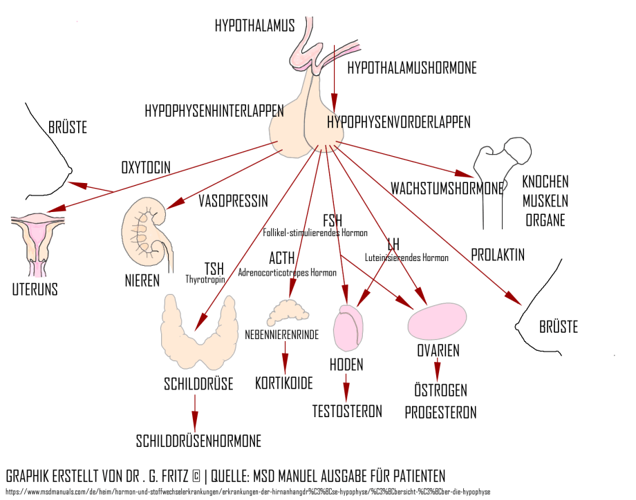 Hormonelle Regulation