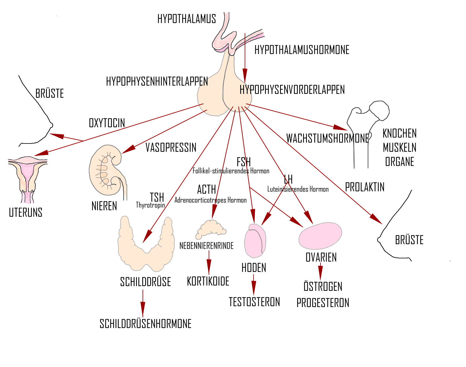 Endokrines System