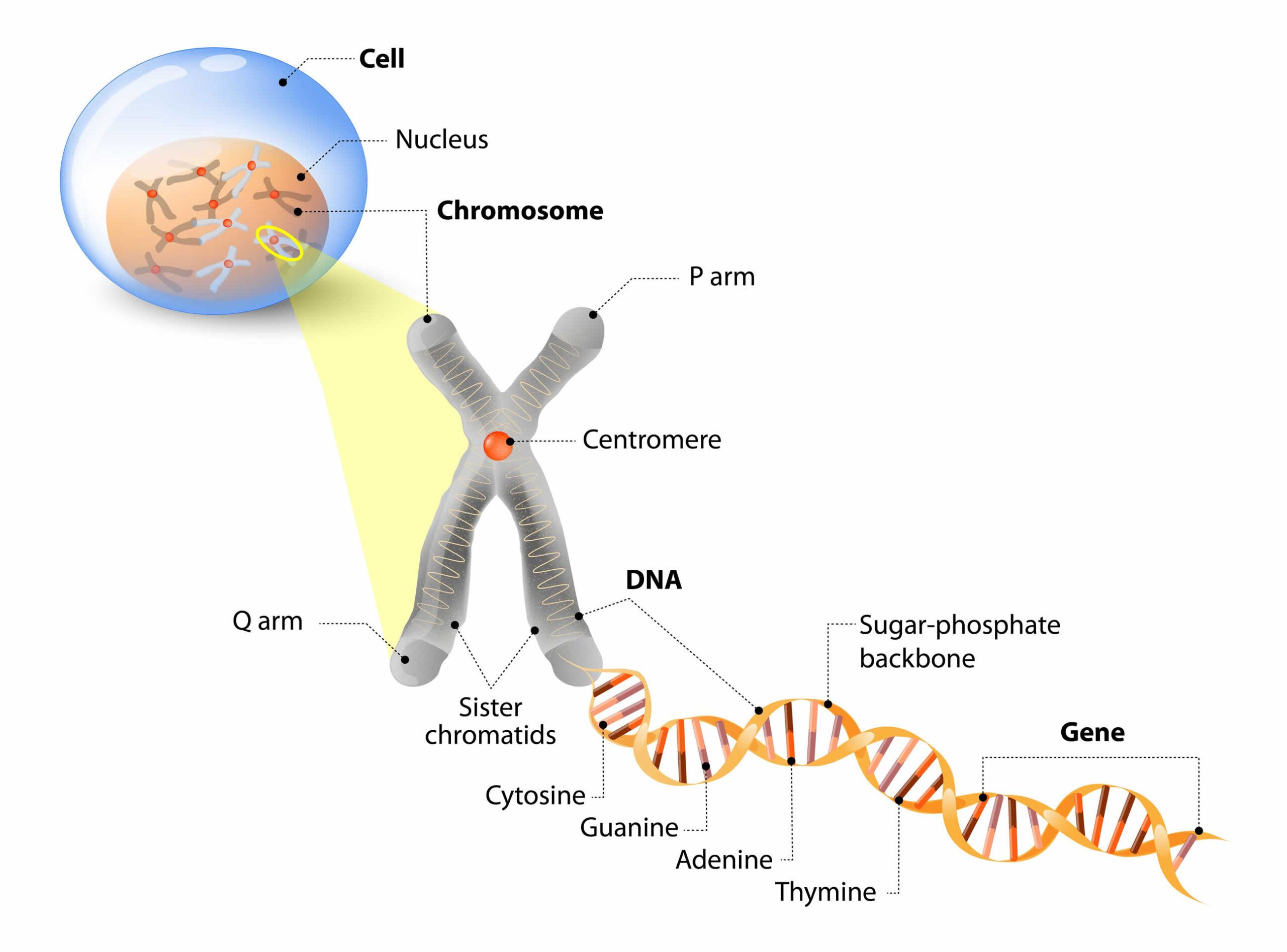 DNA-Chromosomen-Packung