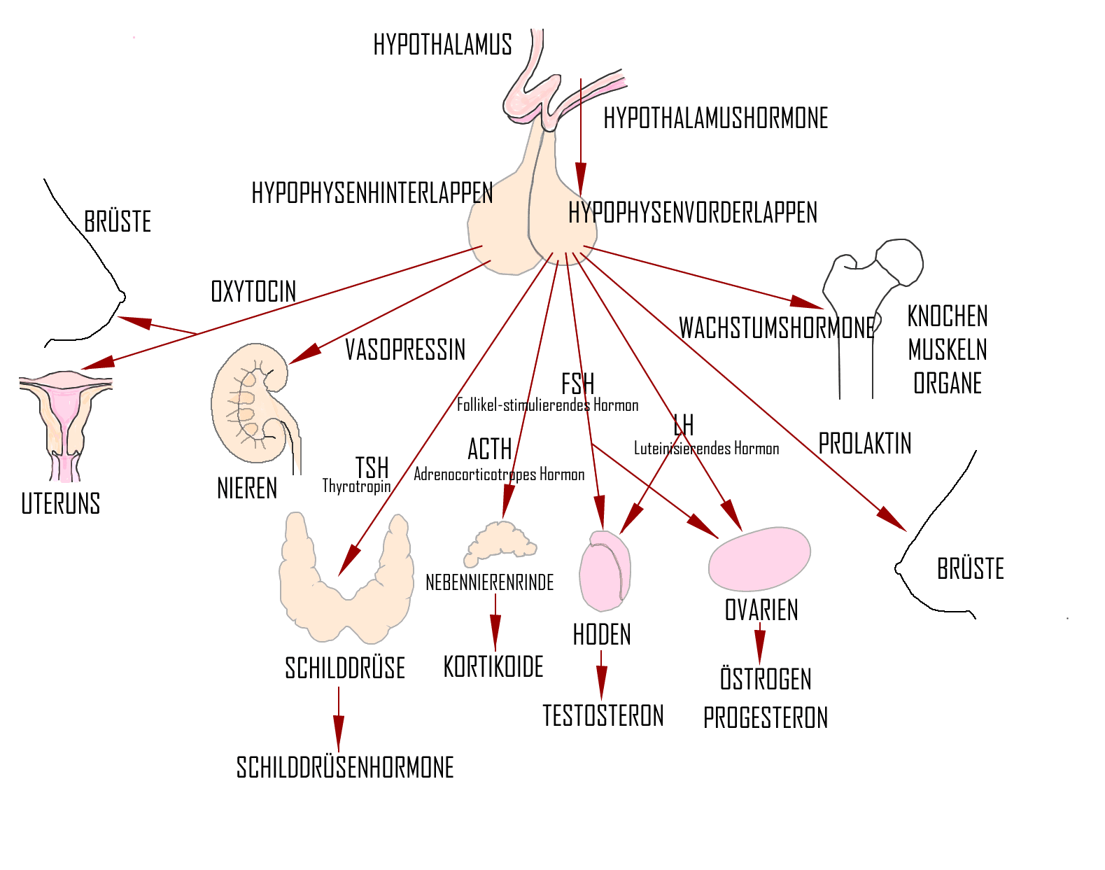 Endokrines System