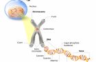 DNA-Chromosomen-Packung