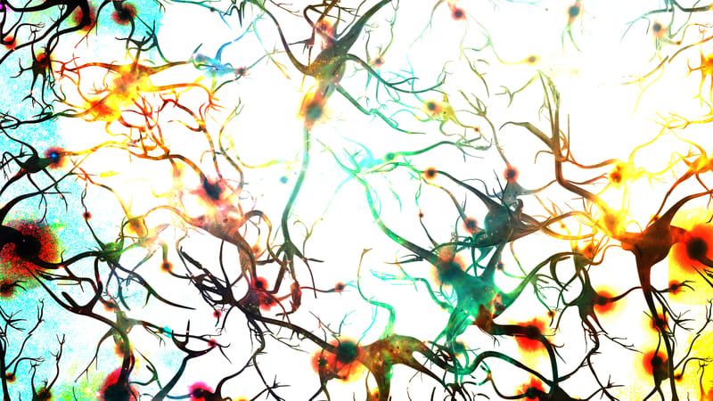 Gehirn & Neuronen