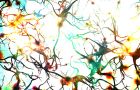 Gehirn & Neuronen