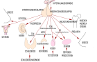Hormonelle Regulation